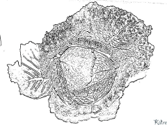 col Pagine Di Culore Stampabile